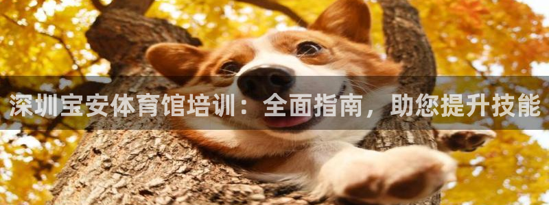 耀世集团做什么的：深圳宝安体育馆培训：全面指南，助您